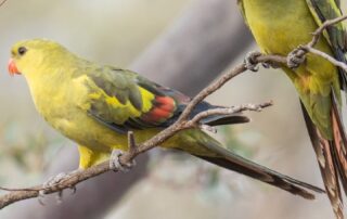 this-beloved-parrot-is-in-decline-in-sa’s-riverland.-enter-the-‘difficult-bird’-research-team