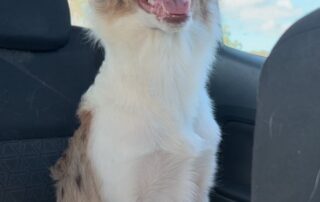 two-arrested-as-ute-with-family-pet-inside-found-by-police