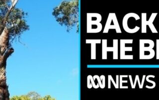 centuries-old-tree-brought-back-from-brink-in-adelaide’s-foothills