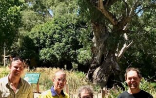 aboriginal-land-care-practices-revive-centuries-old-river-red-gum