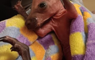 big-rise-in-kangaroo-collisions-prompts-appeal-to-country-drivers:-don’t-leave-them-dying