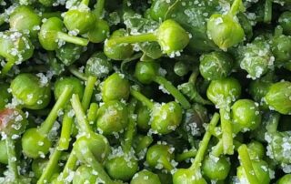 capers-look-effortless-and-appetising-on-a-plate-—-but-harvesting-them-is-a-brutal-labour-of-love