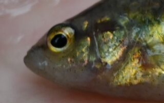 a-thousand-tiny,-vet-checked-perch-to-be-released-into-lower-murray-river-after-local-extinction