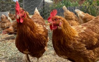 why-‘sentinel-chickens’-are-a-first-line-of-defence-against-mosquito-borne-disease