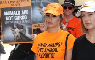 dropped-charges-over-live-export-deaths-amounts-to-‘government-sanctioned-torture’,-activists-say