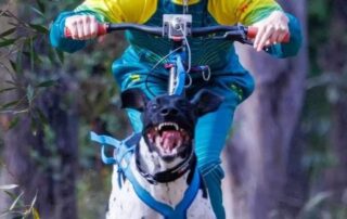 zahra-bought-a-husky-puppy-as-a-rebellious-teen.-now-she’s-representing-australia-in-dog-mushing