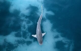 drone-surveillance-to-be-ramped-up-after-two-shark-attacks-in-regional-sa