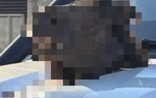 horse’s-head-found-dumped-on-bonnet-of-4wd-in-wa