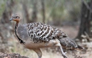an-elusive-malleefowl-encounter-can-induce-‘chills’-of-wonder,-but-experts-say-feral-goats-threaten-their-survival