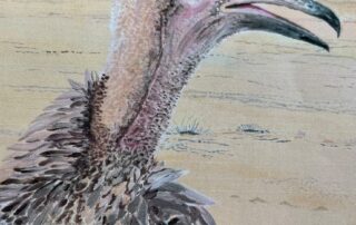 primitive,-heavy-boned-and-reliant-on-megafauna,-the-sad-story-of-australia’s-only-vulture