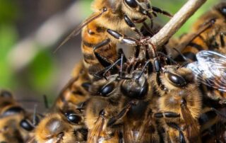 bee-swarms-on-the-rise-as-weather-warms,-but-impact-of-varroa-mite-predicted-to-reduce-swam-frequency