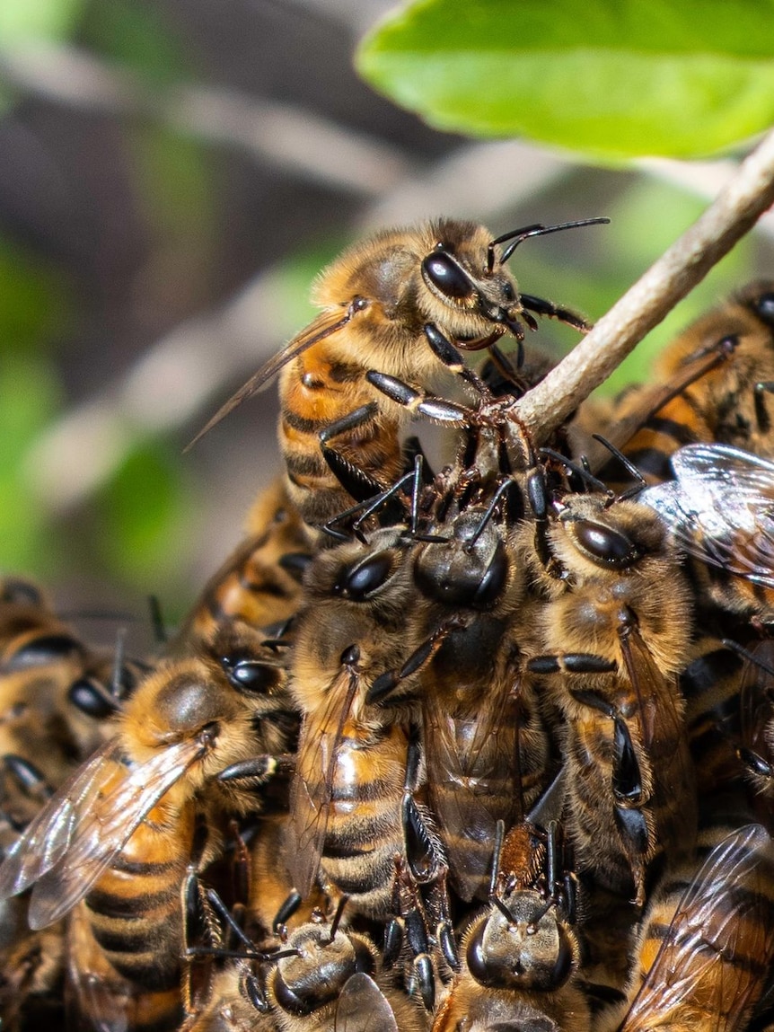 Bee swarms on the rise as weather warms, but impact of varroa mite ...