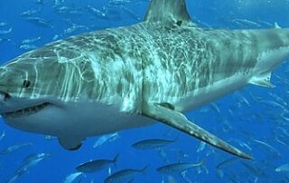 global-conference-promises-greater-understanding-of-sharks-through-advancing-technologies