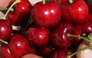 wondering-how-much-your-christmas-cherries-will-cost-this-year?-the-news-isn’t-great