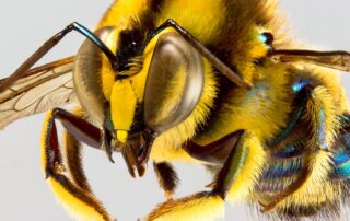 native-bee-knowledge-gap-frustrates-researchers-unwilling-to-work-for-free
