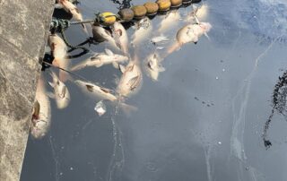 dead-fish-at-river-torrens-weir-unlikely-to-have-been-killed-by-toxins,-biologist-says
