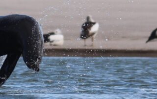 ‘lesser-of-two-evils’:-return-of-murray-mouth-dredging-met-with-mixed-emotions-after-floods