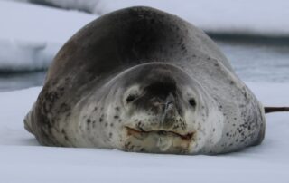 increasing-numbers-of-leopard-seals-visiting-sa-beaches-from-antarctica-leaves-researchers-stumped