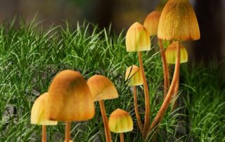 months-after-australia-gave-psychedelic-treatment-the-green-light,-some-say-the-system-is-‘virtually-unworkable’