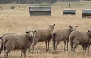 nearly-600-sheep-stolen-from-victorian-farm-after-owner-loses-theft-insurance