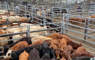 farmers-breathe-sigh-of-relief-as-livestock-prices-rebound-after-rain