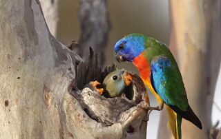 ‘game-changing’-downpour-provides-feast-for-rare-birds