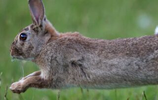 rabbit-numbers-have-boomed-in-recent-years.-here’s-how-the-looming-el-nino-dry-might-change-that