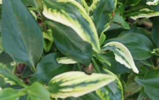 controversial-farm-chemical-accused-of-causing-bleaching,-spray-drift-damage-in-regional-south-australia