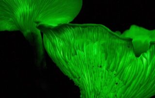 ghost-mushroom-disappearing-act-throws-attraction’s-future-into-doubt