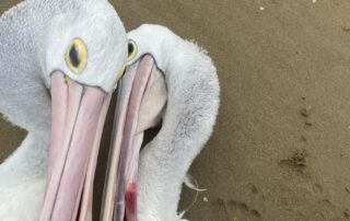pelicans-injured-by-fishing-hooks-rescued-in-time-by-passing-sa-kayakers