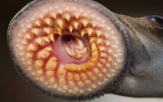 sa-flood-flows-help-toothy-fish-travel-825km-in-annual-migration