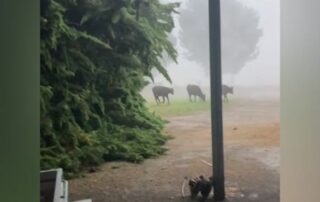 large-tree-ripped-from-ground-during-‘tornado’-in-south-east-sa