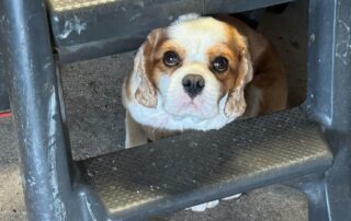 hundreds-of-missing-pet-reports-during-sa-storm-sends-timely-reminder-to-pet-owners