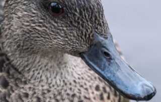 duck-hunting-set-to-stay-legal-in-sa-but-with-stricter-regulations