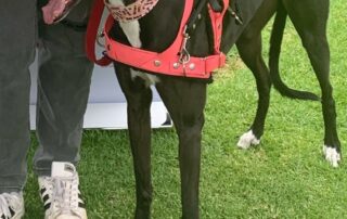 ‘restrictive-and-confusing’:-jetstar-policy-criticised-after-teen’s-assistance-dog-rejected