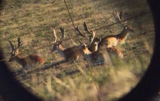 hunter-calls-out-government-aerial-culling-methods-after-deer-found-‘riddled’-with-bullets,-broken-legs