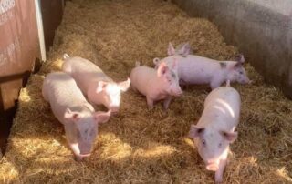 families-at-this-school-know-exactly-where-their-christmas-hams-come-from