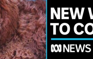 therapy-dog-helps-school-community-in-wake-of-deaths