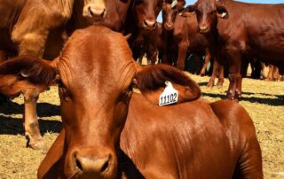 station-operators-fined-$50k-over-the-death-of-1,000-cattle-suffering-from-neglect