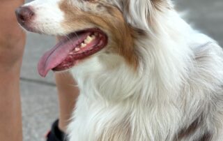 man-arrested-over-stealing-blind-dog-bowie-upon-return-to-queensland