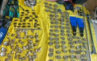 commercial-quantity-of-abalone-seized-from-alleged-poachers-on-south-australian-beach