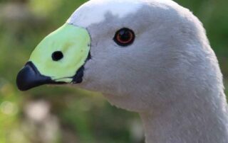 are-geese-with-symmetrical-faces-luckier-in-love?-a-citizen-science-project-aims-to-find-out