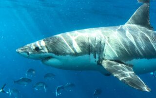 white-shark-numbers-are-increasing-but-breeding-mystery-puzzles-scientists