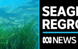 south-australians-help-rehabilitate-seagrass-meadows