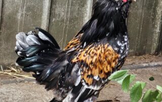 investigation-underway-after-bantam-rooster-abandoned-in-charity-bin-in-adelaide