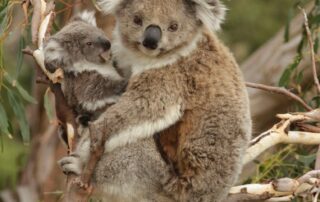 enquiries-underway-after-dead-koalas-found-dumped-on-cardboard-boxes-in-victoria’s-south-west
