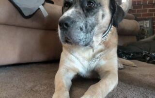 police-shoot-‘gentle-giant’-dog-dead-after-it-attacks-officer-and-arrested-man-in-perth