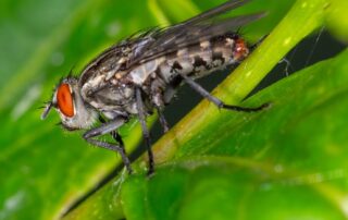 summer-is-here-and-flies-are-everywhere,-but-what’s-the-buzz-on-the-good-and-the-bad?