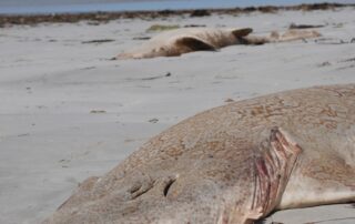 sharks,-fish-and-stingrays-wash-up-on-sa-beach-as-pirsa-blames-heavy-rainfall-runoff