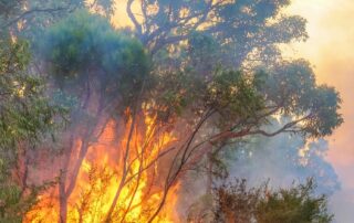 ai-is-keeping-watch-day-and-night-to-help-protect-australia’s-forests-from-bushfires